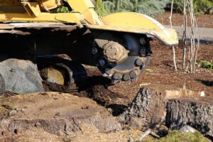 tree stump removal cost Adelaide